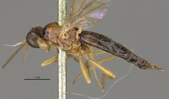 Media type: image;   Entomology 13332 Aspect: habitus lateral view